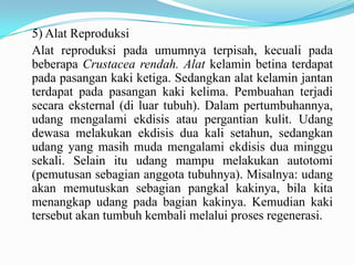 5) Alat Reproduksi
Alat reproduksi pada umumnya terpisah, kecuali pada
beberapa Crustacea rendah. Alat kelamin betina terdapat
pada pasangan kaki ketiga. Sedangkan alat kelamin jantan
terdapat pada pasangan kaki kelima. Pembuahan terjadi
secara eksternal (di luar tubuh). Dalam pertumbuhannya,
udang mengalami ekdisis atau pergantian kulit. Udang
dewasa melakukan ekdisis dua kali setahun, sedangkan
udang yang masih muda mengalami ekdisis dua minggu
sekali. Selain itu udang mampu melakukan autotomi
(pemutusan sebagian anggota tubuhnya). Misalnya: udang
akan memutuskan sebagian pangkal kakinya, bila kita
menangkap udang pada bagian kakinya. Kemudian kaki
tersebut akan tumbuh kembali melalui proses regenerasi.
 