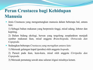 Peran Crustacea bagi Kehidupan
Manusia
 Jenis Crustacea yang menguntungkan manusia dalam beberapa hal, antara
  lain:
  1) Sebagai bahan makanan yang berprotein tinggi, misal udang, lobster dan
  kepiting.
  2) Dalam bidang ekologi, hewan yang tergolong zooplankton menjadi
  sumber makanan ikan, misal anggota Branchiopoda, Ostracoda dan
  Copepoda.
 Sedangkan beberapa Crustacea yang merugikan antara lain:
  1) Merusak galangan kapal (perahu) oleh anggota Isopoda.
  2) Parasit pada ikan, kura-kura, misal oleh anggota Cirripedia dan
  Copepoda.
  3) Merusak pematang sawah atau saluran irigasi misalnya ketam.
 