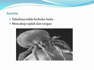 Acarina
  Tubuhnya tidak berbuku-buku
  Mencakup caplak dan tungau
 