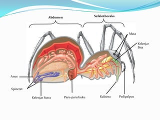 Abdomen                    Sefalothoraks




                                                                        Mata


                                                                               Kelenjar
                                                                               Bisa




Anus



Spineret

           Kelenjar Sutra        Paru-paru buku      Kalisera     Pedipalpus
 