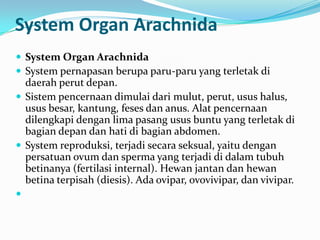 System Organ Arachnida
 System Organ Arachnida
 System pernapasan berupa paru-paru yang terletak di
  daerah perut depan.
 Sistem pencernaan dimulai dari mulut, perut, usus halus,
  usus besar, kantung, feses dan anus. Alat pencernaan
  dilengkapi dengan lima pasang usus buntu yang terletak di
  bagian depan dan hati di bagian abdomen.
 System reproduksi, terjadi secara seksual, yaitu dengan
  persatuan ovum dan sperma yang terjadi di dalam tubuh
  betinanya (fertilasi internal). Hewan jantan dan hewan
  betina terpisah (diesis). Ada ovipar, ovovivipar, dan vivipar.

 