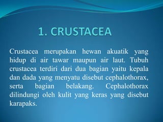 Crustacea merupakan hewan akuatik yang
hidup di air tawar maupun air laut. Tubuh
crustacea terdiri dari dua bagian yaitu kepala
dan dada yang menyatu disebut cephalothorax,
serta    bagian    belakang.    Cephalothorax
dilindungi oleh kulit yang keras yang disebut
karapaks.
 