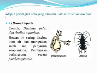 Adapun pembagian ordo yang termasuk Entomostraca antara lain
:
 a) Branchiopoda
  Contoh: Daphnia pulex
  dan Asellus aquaticus.
  Hewan ini sering disebut
  kutu air dan merupakan
  salah    satu    penyusun
  zooplankton. Pembiakan
  berlangsung         secara
  parthenogenesis.
 