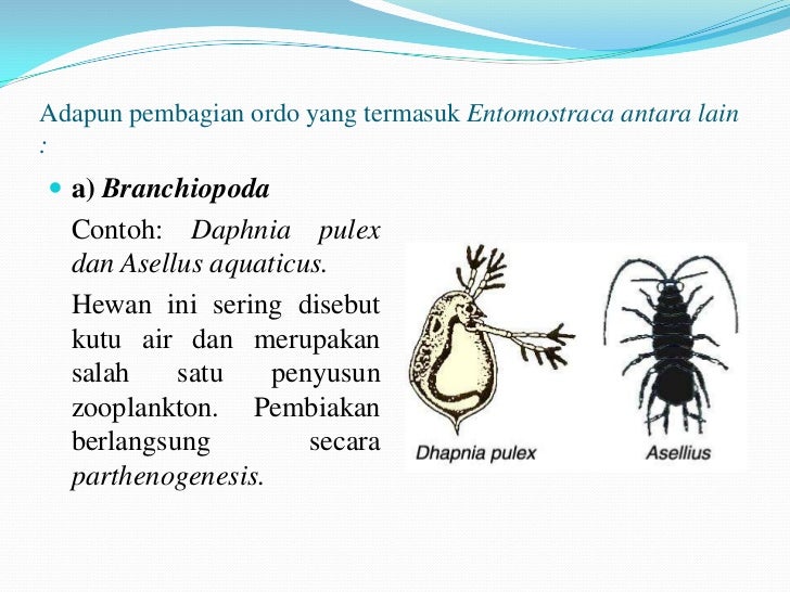 Power Point Crustacea