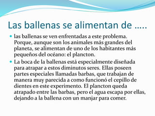 Las ballenas se alimentan de …..
 las ballenas se ven enfrentadas a este problema.
Porque, aunque son los animales más grandes del
planeta, se alimentan de uno de los habitantes más
pequeños del océano: el plancton.
 La boca de la ballenas está especialmente diseñada
para atrapar a estos diminutos seres. Ellas poseen
partes especiales llamadas barbas, que trabajan de
manera muy parecida a como funcionó el cepillo de
dientes en este experimento. El plancton queda
atrapado entre las barbas, pero el agua escapa por ellas,
dejando a la ballena con un manjar para comer.
 