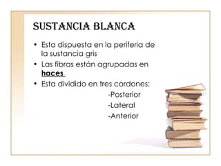 SUSTANCIA BLANCA Esta dispuesta en la periferia de la sustancia gris Las fibras están agrupadas en  haces  Esta dividido en tres cordones: -Posterior -Lateral  -Anterior 