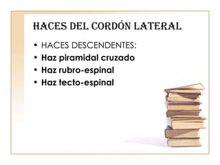 Haces del Cordón Lateral   HACES DESCENDENTES: Haz piramidal cruzado Haz rubro-espinal Haz tecto-espinal 