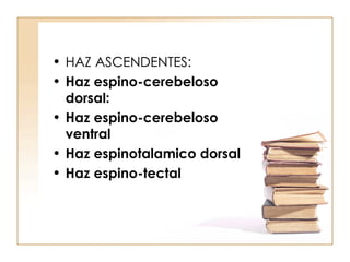 HAZ ASCENDENTES: Haz espino-cerebeloso dorsal:   Haz espino-cerebeloso ventral Haz espinotalamico dorsal Haz espino-tectal 