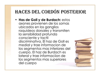Haces del Cordón Posterior Has de Goll y de Burdach:  estos axones provienen de los somas ubicados en los ganglios raquideos dorsales y transmiten la sensibilidad profunda consciente y tactil discriminativa. El haz de Goll es medial y trae informacion de los segmentos mas inferiores del cuerpo. El haz de Burdach es lateral y trae informaciion de los segmentos mas superiores del cuerpo 