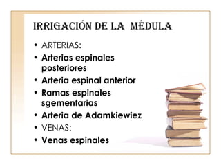 Irrigación de la  médula ARTERIAS: Arterias espinales posteriores Arteria espinal anterior Ramas espinales sgementarias Arteria de Adamkiewiez VENAS: Venas espinales 