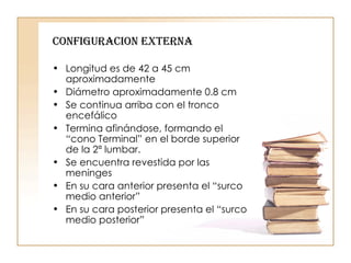 CONFIGURACION EXTERNA Longitud es de 42 a 45 cm aproximadamente Diámetro aproximadamente 0.8 cm Se continua arriba con el tronco encefálico Termina afinándose, formando el “cono Terminal” en el borde superior de la 2ª lumbar.  Se encuentra revestida por las meninges En su cara anterior presenta el “surco medio anterior” En su cara posterior presenta el “surco medio posterior”  