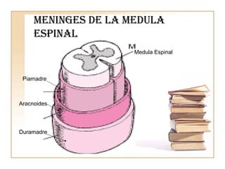 Meninges de la Medula Espinal Medula Espinal  Piamadre Aracnoides Duramadre 