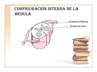 Configuración interna de la medula Sustancia Blanca Sustancia Gris 