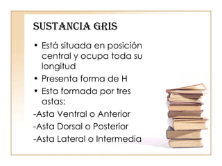 Sustancia Gris Está situada en posición central y ocupa toda su longitud Presenta forma de H Esta formada por tres astas:  -Asta Ventral o Anterior -Asta Dorsal o Posterior -Asta Lateral o Intermedia  