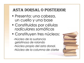 ASTA DORSAL O POSTERIOR Presenta: una cabeza, un cuello y una base Constituidas por  células radículares somáticas Constituyen tres núcleos: -Núcleo de la sustancia gelatinosa de rolando -Núcleo propio del asta dorsal. -Núcleo de la columna de clarke 