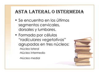 ASTA LATERAL O INTERMEDIA Se encuentra en los últimos segmentos cervicales, dorsales y lumbares. Formada por células  “radículares vegetativas”  agrupadas en tres núcleos: -Núcleo lateral  -Núcleo intermedio -Núcleo medial  