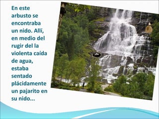 En este arbusto se encontraba un nido. Allí, en medio del rugir del la violenta caída de agua, estaba sentado plácidamente un pajarito en su nido... 
