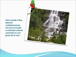 Pero cuando el Rey
observó
cuidadosamente,
vio tras la cascada
un delicado arbusto
creciendo en una
grieta de la roca.
 