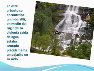 En este
arbusto se
encontraba
un nido. Allí,
en medio del
rugir del la
violenta caída
de agua,
estaba
sentado
plácidamente
un pajarito en
su nido...

 