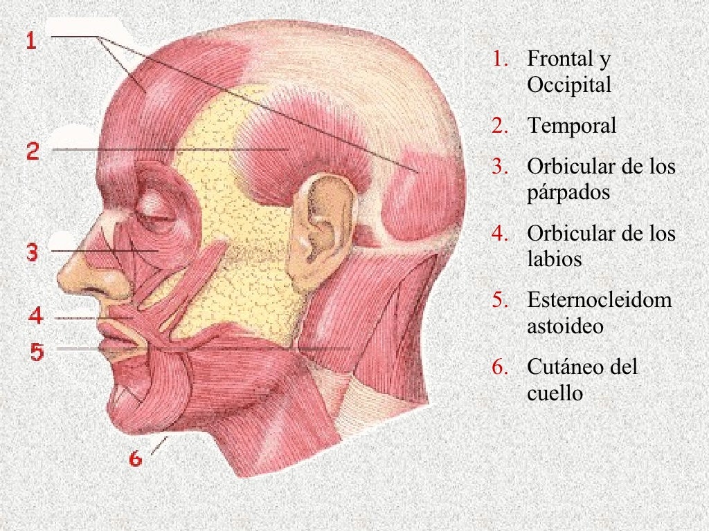 Musculos De Cabeza Musculos De Cabeza
