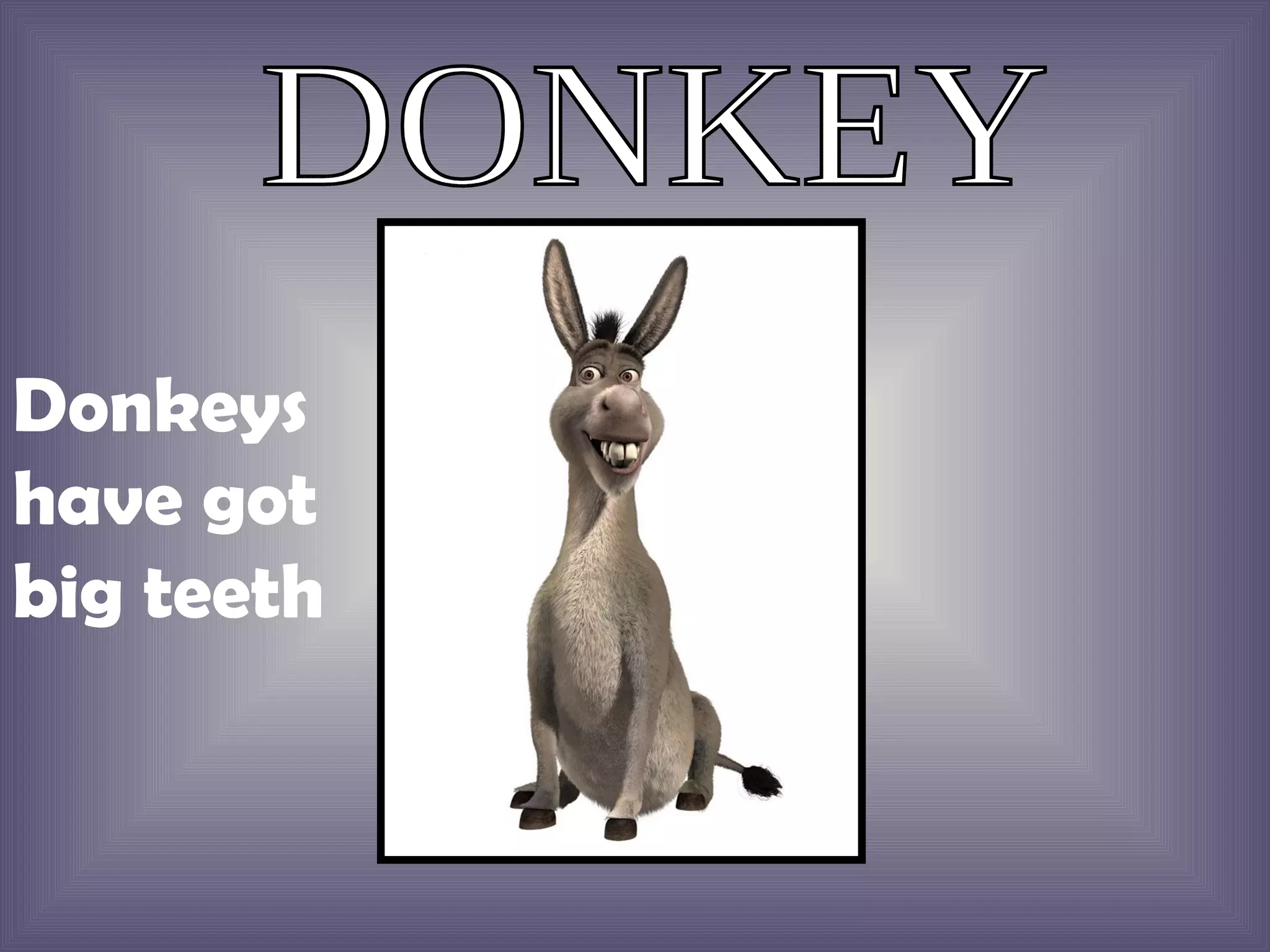 DONKEY Donkeys have got big teeth