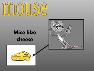 mouse Mice like cheese 