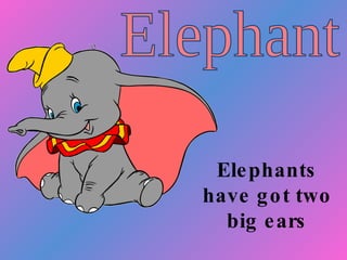 Elephants have got two big ears Elephant 