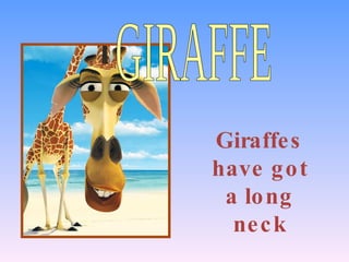 GIRAFFE Giraffes have got a long neck 