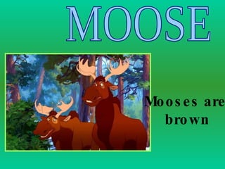 MOOSE Mooses are  brown 