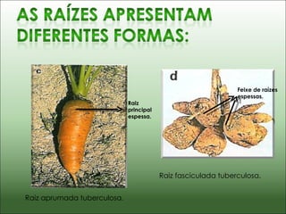 Raiz principal espessa. Feixe de raízes espessas. Raiz aprumada tuberculosa. Raiz fasciculada tuberculosa. 