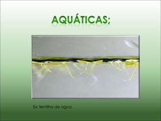 Ex: lentilha de agua. 