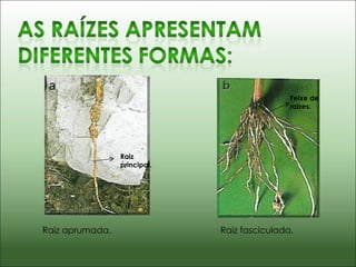 Raiz aprumada. Raiz principal. Feixe de raízes. Raiz fasciculada. 
