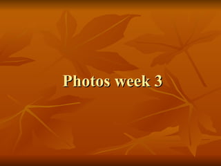 Photos  week 3 
