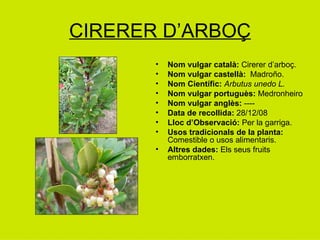 CIRERER D’ARBOÇ Nom vulgar català:  Cirerer d’arboç. Nom vulgar castellà:   Madroño. Nom Científic:  Arbutus unedo L. Nom vulgar portuguès:  Medronheiro   Nom vulgar anglès:  ---- Data de recollida:  28/12/08 Lloc d’Observació:  Per la garriga. Usos tradicionals de la planta:  Comestible o usos alimentaris. Altres dades:  Els seus fruits emborratxen. 
