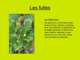 Les fulles Les fulles tenen: Un pecíol curt, una limbe simple, la seva forma ovalada o el·líptica, te la vora dentada, la disposició es de fulles esparses, la fulla es de mida mitjana i perenne, el seu anvers es d’un verd clar i tenen una consistència endurida. 