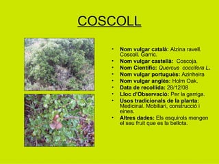 COSCOLL Nom vulgar català:  Alzina ravell. Coscoll. Garric. Nom vulgar castellà:   Coscoja.  Nom Científic:  Quercus  coccifera L .   Nom vulgar portuguès:  Azinheira Nom vulgar anglès:  Holm Oak. Data de recollida:  28/12/08 Lloc d’Observació:  Per la garriga. Usos tradicionals de la planta:  Medicinal. Mobiliari, construcció i eines. Altres dades:  Els esquirols mengen el seu fruit que es la bellota. 