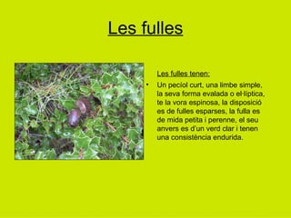 Les fulles Les fulles tenen: Un pecíol curt, una limbe simple, la seva forma evalada o el·líptica, te la vora espinosa, la disposició es de fulles esparses, la fulla es de mida petita i perenne, el seu anvers es d’un verd clar i tenen una consistència endurida. 