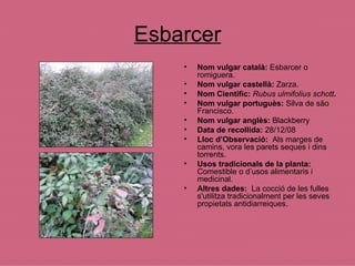 Esbarcer Nom vulgar català:  Esbarcer o romiguera. Nom vulgar castellà:  Zarza. Nom Científic:   Rubus ulmifolius schott . Nom vulgar portuguès:  Silva de s ã o Francisco.   Nom vulgar anglès:  Blackberry Data de recollida:  28/12/08 Lloc d’Observació:  Als marges de camins, vora les parets seques i dins torrents. Usos tradicionals de la planta:  Comestible o d’usos alimentaris i medicinal. Altres dades:  La cocció de les fulles s'utilitza tradicionalment per les seves propietats antidiarreiques. 