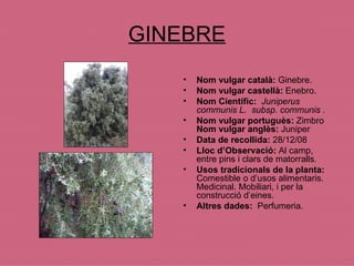 GINEBRE Nom vulgar català:  Ginebre. Nom vulgar castellà:  Enebro. Nom Científic:  Juniperus communis L.  subsp. communis .   Nom vulgar portuguès:  Zimbro  Nom vulgar anglès:  Juniper Data de recollida:  28/12/08 Lloc d’Observació:  Al camp, entre pins i clars de matorralls. Usos tradicionals de la planta:  Comestible o d’usos alimentaris. Medicinal. Mobiliari, i per la construcció d’eines. Altres dades:  Perfumeria. 