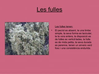 Les fulles Les fulles tenen: El pecíol es absent, te una limbe simple, la seva forma es lacicular, te la vora entera, la disposició es de fulles es verticil·lades, la fulla es de mida petita, la seva durada es perenne, tenen un anvers verd fosc i una consistència endurida. 
