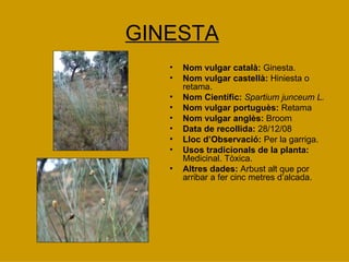 GINESTA Nom vulgar català:  Ginesta. Nom vulgar castellà:  Hiniesta o retama. Nom Científic:  Spartium junceum L. Nom vulgar portuguès:  Retama Nom vulgar anglès:  Broom Data de recollida:  28/12/08 Lloc d’Observació:  Per la garriga. Usos tradicionals de la planta:  Medicinal. Tòxica. Altres dades:  Arbust alt que por arribar a fer cinc metres d’alcada. 