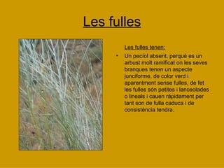 Les fulles Les fulles tenen: Un pecíol absent, perquè es un arbust molt ramificat on les seves branques tenen un aspecte junciforme, de color verd i aparentment sense fulles, de fet les fulles són petites i lanceolades o lineals i cauen ràpidament per tant son de fulla caduca i de consistència tendra. 