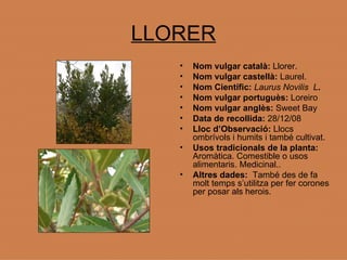 LLORER Nom vulgar català:  Llorer. Nom vulgar castellà:  Laurel. Nom Científic:   Laurus Novilis  L . Nom vulgar portuguès:  Loreiro Nom vulgar anglès:  Sweet Bay Data de recollida:  28/12/08 Lloc d’Observació:  Llocs ombrívols i humits i també cultivat. Usos tradicionals de la planta:  Aromàtica. Comestible o usos alimentaris. Medicinal.. Altres dades:  També des de fa molt temps s’utilitza per fer corones per posar als herois. 