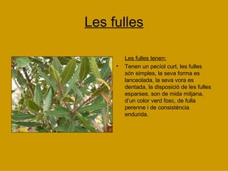 Les fulles Les fulles tenen: Tenen un pecíol curt, les fulles són simples, la seva forma es lanceolada, la seva vora es dentada, la disposició de les fulles esparses, son de mida mitjana, d’un color verd fosc, de fulla perenne i de consistència endurida. 