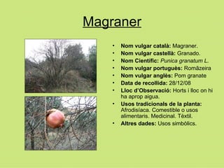 Magraner Nom vulgar català:  Magraner. Nom vulgar castellà:  Granado. Nom Científic:  Punica granatum L. Nom vulgar portuguès:  Rom ãzeira   Nom vulgar anglès:  Pom granate Data de recollida:  28/12/08 Lloc d’Observació:  Horts i lloc on hi ha aprop aigua. Usos tradicionals de la planta:  Afrodisíaca. Comestible o usos alimentaris. Medicinal. Tèxtil. Altres dades:  Usos simbòlics. 