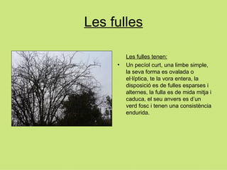 Les fulles Les fulles tenen: Un pecíol curt, una limbe simple, la seva forma es ovalada o el·líptica, te la vora entera, la disposició es de fulles esparses i alternes, la fulla es de mida mitja i caduca, el seu anvers es d’un verd fosc i tenen una consistència endurida. 