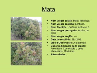 Mata Nom vulgar català:  Mata, llentrisca. Nom vulgar castellà:  Lentisco. Nom Científic:  Pistacia lentiscus L. Nom vulgar portuguès:  Arolira da praia Nom vulgar anglès:  ---- Data de recollida:  28/12/08 Lloc d’Observació:  A la garriga. Usos tradicionals de la planta:  Aromàtica. Comestible o usos alimentaris. Medicinal. Altres dades:   