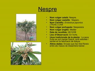 Nespre Nom vulgar català:  Nespre. Nom vulgar castellà:   Nispero. Nom Científic:  Eriobotrya japonica (Thunb.) Lindl. Nom vulgar portuguès:  Nespereira Nom vulgar anglès:  Medlar Data de recollida:  28/12/08 Lloc d’Observació:  En horts. Usos tradicionals de la planta:  La seva fruita es pot menjar fresca, amb estofats i també en la fabricació de dolços. Altres dades:  Encara que faci fred floreix entre els mesos de Desembre-Gener. 