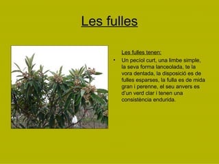 Les fulles Les fulles tenen: Un pecíol curt, una limbe simple, la seva forma lanceolada, te la vora dentada, la disposició es de fulles esparses, la fulla es de mida gran i perenne, el seu anvers es d’un verd clar i tenen una consistència endurida. 