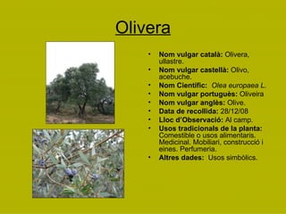 Olivera Nom vulgar català:  Olivera, ullastre. Nom vulgar castellà:  Olivo, acebuche. Nom Científic:  Olea europaea L. Nom vulgar portuguès:  Oliveira  Nom vulgar anglès:  Olive. Data de recollida:  28/12/08 Lloc d’Observació:  Al camp. Usos tradicionals de la planta:  Comestible o usos alimentaris. Medicinal. Mobiliari, construcció i eines. Perfumeria.  Altres dades:  Usos simbòlics. 